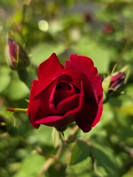 beautiful red rose in garden
