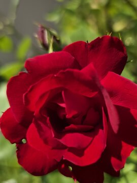 red rose on a green background