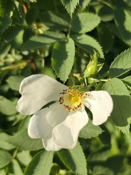 dragonfly on a flower. bee on a flower