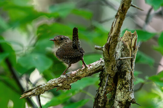 Winter Wren, Troglodyte des for&ecirc;ts