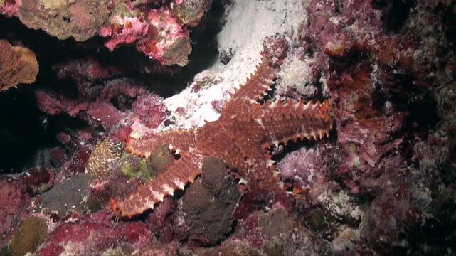 medium shot of brown starfish crawling over coral reef