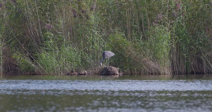 Grey heron trying to catch prey from another bird's nest while a freshwater turtle rests nearby
