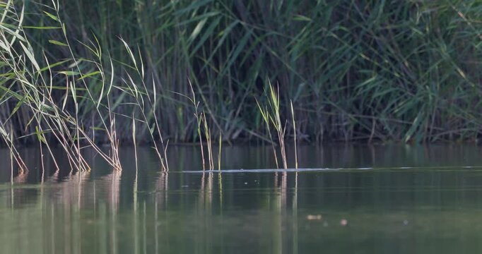 Juvenile great crested grebe diving under water near reeds on a pond in sunny weather