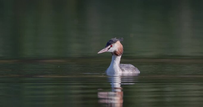 Close-up of a great crested grebe swimming on a calm pond in sunny weather