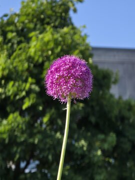 flower of a flower of a thistle