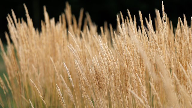 Golden wheat stalks sway gently in the breeze