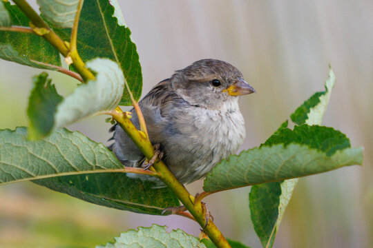 Small bird perches on green leafy branch