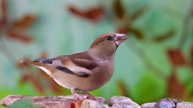 Hawfinch (Coccothraustes coccothraustes), he quenches his thirst by drinking the water between the stones