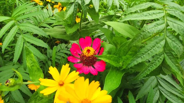 Elegant pink zinnia flower swaying gently over a yellow background of marigolds.