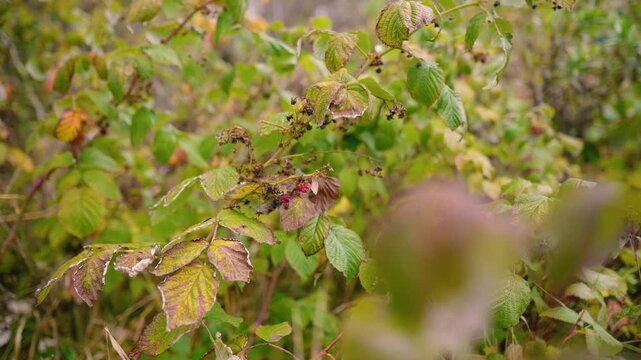 Juicy red raspberries growing on bushes at a rural farm in the countryside. Fresh organic berries surrounded by green leaves, representing healthy nutrition, natural agriculture, and summer harvest.