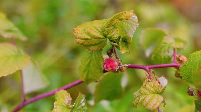 Juicy red raspberries growing on bushes at a rural farm in the countryside. Fresh organic berries surrounded by green leaves, representing healthy nutrition, natural agriculture, and summer harvest.