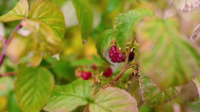 Juicy red raspberries growing on bushes at a rural farm in the countryside. Fresh organic berries surrounded by green leaves, representing healthy nutrition, natural agriculture, and summer harvest.