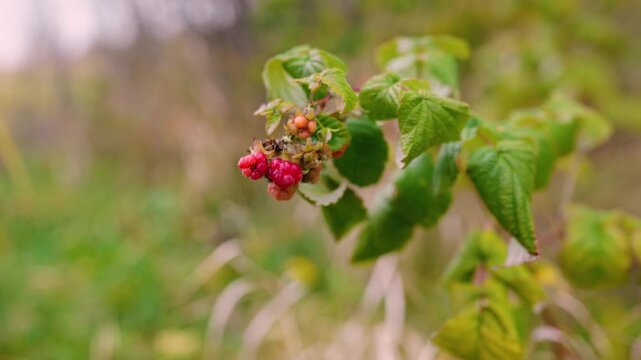 Juicy red raspberries growing on bushes at a rural farm in the countryside. Fresh organic berries surrounded by green leaves, representing healthy nutrition, natural agriculture, and summer harvest.