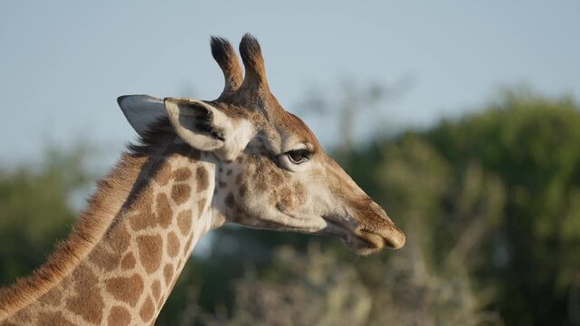 A South African giraffe (Giraffa giraffa) chews its cud while resting in its natural habitat near Gqeberha, Eastern Cape, South Africa.
