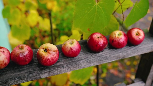 Juicy red apples hanging from a tree in a rural village orchard, surrounded by green leaves. Fresh, ripe, natural fruit growing in a garden, symbolizing healthy food and autumn harvest.