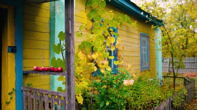 An old yellow wooden cottage in a rural village, decorated with climbing grapevines and a colorful flowerbed. Autumn foliage surrounds the charming countryside home near the forest.