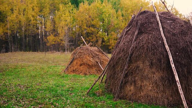 A haystack in a rural village surrounded by autumn forest. Firewood and an old horse trailer stand in a meadow, capturing the peaceful atmosphere of a remote farm far from civilization.