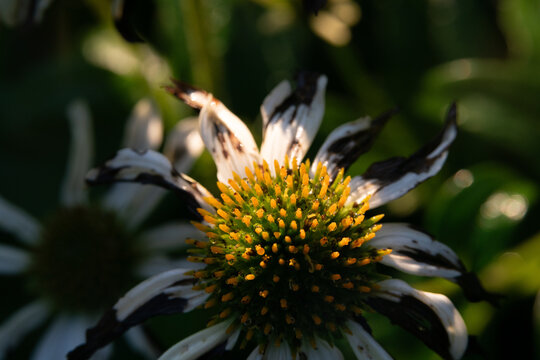 Fading Coneflower with Drying Petals in Summer Garden