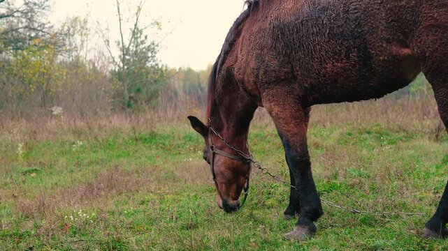 A beautiful brown horse grazing peacefully in a green meadow on a rural farm near a forest. Natural countryside landscape with fresh air, lush grass, and a calm outdoor atmosphere.