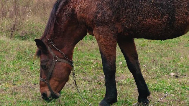 A beautiful brown horse grazing peacefully in a green meadow on a rural farm near a forest. Natural countryside landscape with fresh air, lush grass, and a calm outdoor atmosphere.