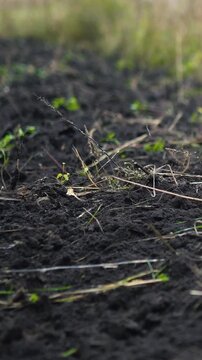 Close-up of a farmer loosening and preparing fertile soil with a rake on a rural farm. Manual agricultural work in the garden, promoting soil health, sustainable farming, and planting preparation.