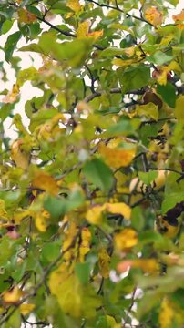 Juicy red apples hanging from a tree in a rural village orchard, surrounded by green leaves. Fresh, ripe, natural fruit growing in a garden, symbolizing healthy food and autumn harvest.