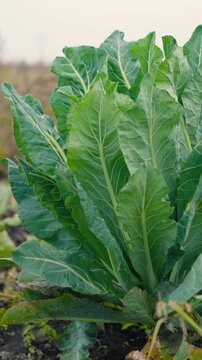 Fresh green cabbage leaves growing in a vegetable garden on a rural farm. Organic leafy vegetables surrounded by nature, representing sustainable agriculture, eco-friendly farming, healthy nutrition