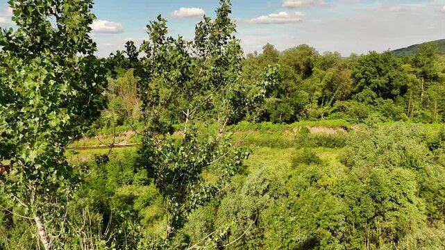 Drone orbit shot around a tree crown revealing a scenic river and tributaries in summer