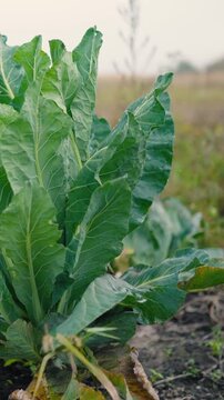 Fresh green cabbage leaves growing in a vegetable garden on a rural farm. Organic leafy vegetables surrounded by nature, representing sustainable agriculture, eco-friendly farming, healthy nutrition