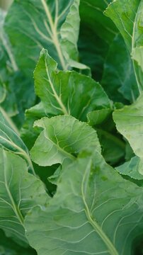 Fresh green cabbage leaves growing in a vegetable garden on a rural farm. Organic leafy vegetables surrounded by nature, representing sustainable agriculture, eco-friendly farming, healthy nutrition