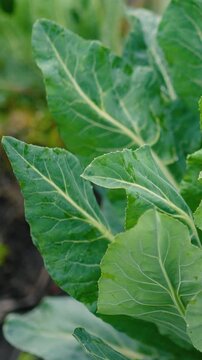 Fresh green cabbage leaves growing in a vegetable garden on a rural farm. Organic leafy vegetables surrounded by nature, representing sustainable agriculture, eco-friendly farming, healthy nutrition