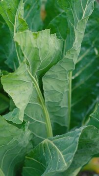 Fresh green cabbage leaves growing in a vegetable garden on a rural farm. Organic leafy vegetables surrounded by nature, representing sustainable agriculture, eco-friendly farming, healthy nutrition