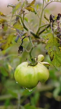 Fresh green unripe tomatoes growing on a farm garden after rain, with water droplets on the fruit and leaves. Organic agriculture, healthy food, natural growth, and sustainable farming.
