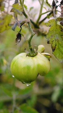 Fresh green unripe tomatoes growing on a farm garden after rain, with water droplets on the fruit and leaves. Organic agriculture, healthy food, natural growth, and sustainable farming.