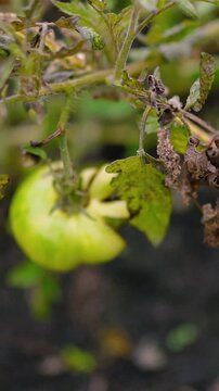 Fresh green unripe tomatoes growing on a farm garden after rain, with water droplets on the fruit and leaves. Organic agriculture, healthy food, natural growth, and sustainable farming.