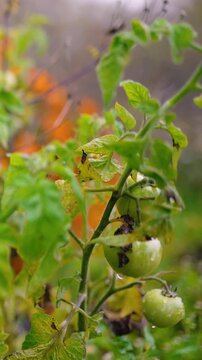 Fresh green unripe tomatoes growing on a farm garden after rain, with water droplets on the fruit and leaves. Organic agriculture, healthy food, natural growth, and sustainable farming.