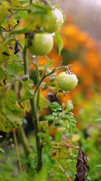 Fresh green unripe tomatoes growing on a farm garden after rain, with water droplets on the fruit and leaves. Organic agriculture, healthy food, natural growth, and sustainable farming.