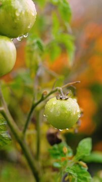 Fresh green unripe tomatoes growing on a farm garden after rain, with water droplets on the fruit and leaves. Organic agriculture, healthy food, natural growth, and sustainable farming.