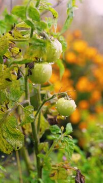 Fresh green unripe tomatoes growing on a farm garden after rain, with water droplets on the fruit and leaves. Organic agriculture, healthy food, natural growth, and sustainable farming.
