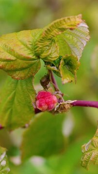 Juicy red raspberries growing on bushes at a rural farm in the countryside. Fresh organic berries surrounded by green leaves, representing healthy nutrition, natural agriculture, and summer harvest.