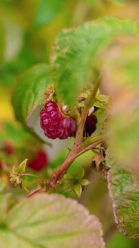 Juicy red raspberries growing on bushes at a rural farm in the countryside. Fresh organic berries surrounded by green leaves, representing healthy nutrition, natural agriculture, and summer harvest.