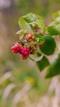 Juicy red raspberries growing on bushes at a rural farm in the countryside. Fresh organic berries surrounded by green leaves, representing healthy nutrition, natural agriculture, and summer harvest.