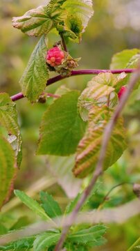 Juicy red raspberries growing on bushes at a rural farm in the countryside. Fresh organic berries surrounded by green leaves, representing healthy nutrition, natural agriculture, and summer harvest.