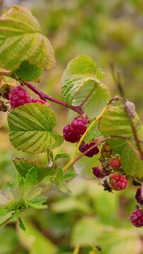 Juicy red raspberries growing on bushes at a rural farm in the countryside. Fresh organic berries surrounded by green leaves, representing healthy nutrition, natural agriculture, and summer harvest.