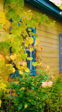 An old yellow wooden cottage in a rural village, decorated with climbing grapevines and a colorful flowerbed. Autumn foliage surrounds the charming countryside home near the forest.
