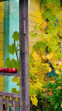 An old yellow wooden cottage in a rural village, decorated with climbing grapevines and a colorful flowerbed. Autumn foliage surrounds the charming countryside home near the forest.