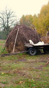 A haystack in a rural village surrounded by autumn forest. Firewood and an old horse trailer stand in a meadow, capturing the peaceful atmosphere of a remote farm far from civilization.