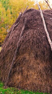 A haystack in a rural village surrounded by autumn forest. Firewood and an old horse trailer stand in a meadow, capturing the peaceful atmosphere of a remote farm far from civilization.