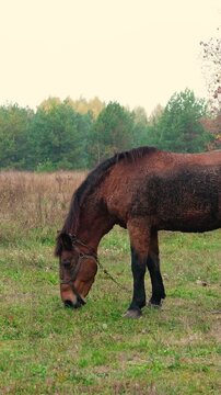 A beautiful brown horse grazing peacefully in a green meadow on a rural farm near a forest. Natural countryside landscape with fresh air, lush grass, and a calm outdoor atmosphere.