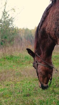 A beautiful brown horse grazing peacefully in a green meadow on a rural farm near a forest. Natural countryside landscape with fresh air, lush grass, and a calm outdoor atmosphere.